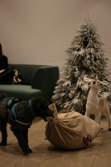 Black curly dog with Santa sack beside flocked Christmas tree
