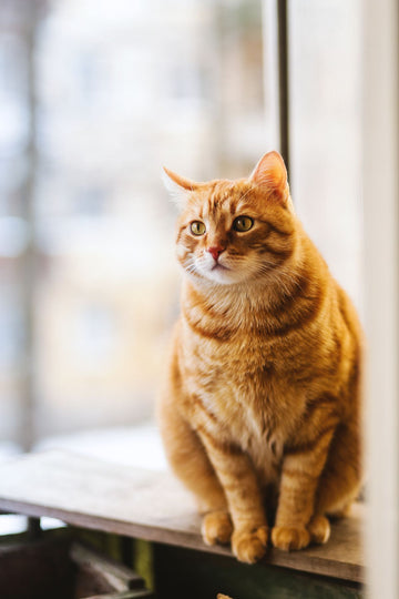 Cat in a small apartment for enrichment ideas